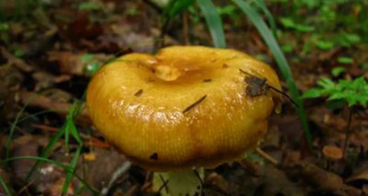 Gocinc智能伞（探索新时代下的智能伞科技）