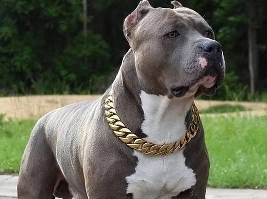 如何培养比特犬的凶猛本能（让你的比特犬成为顶级守卫犬的秘诀）
